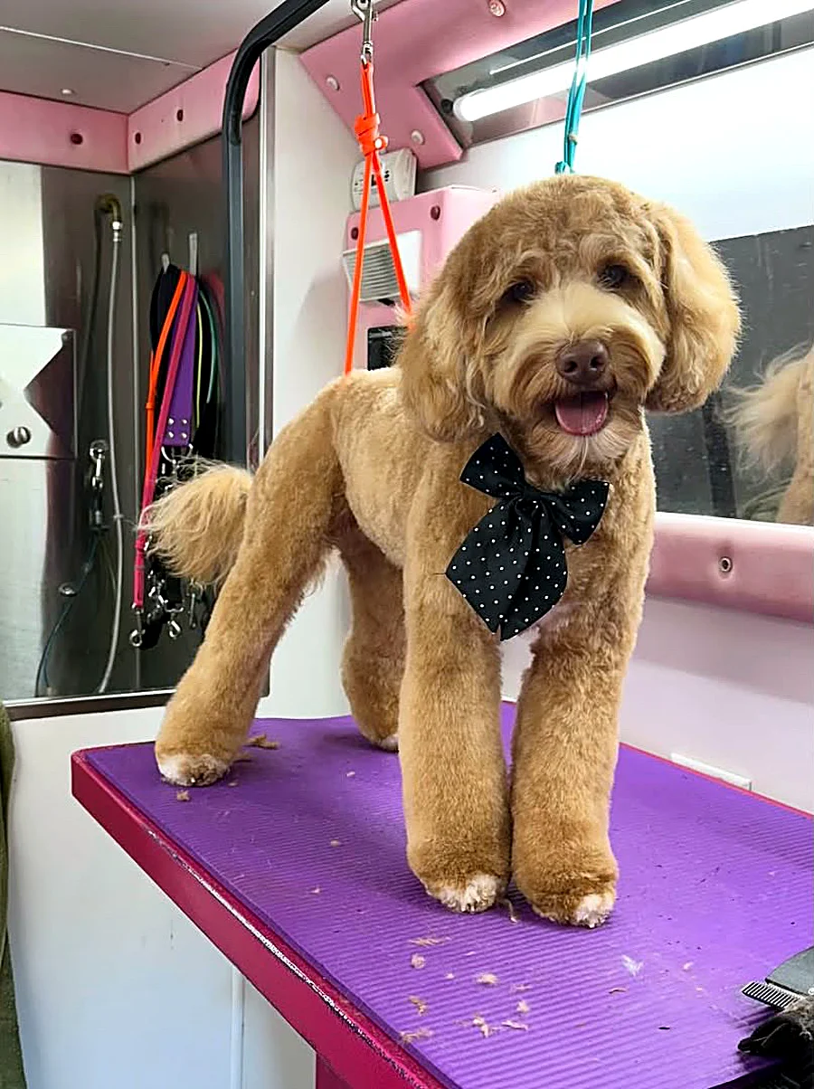 Doodle groomed by Puptown Mobile Grooming