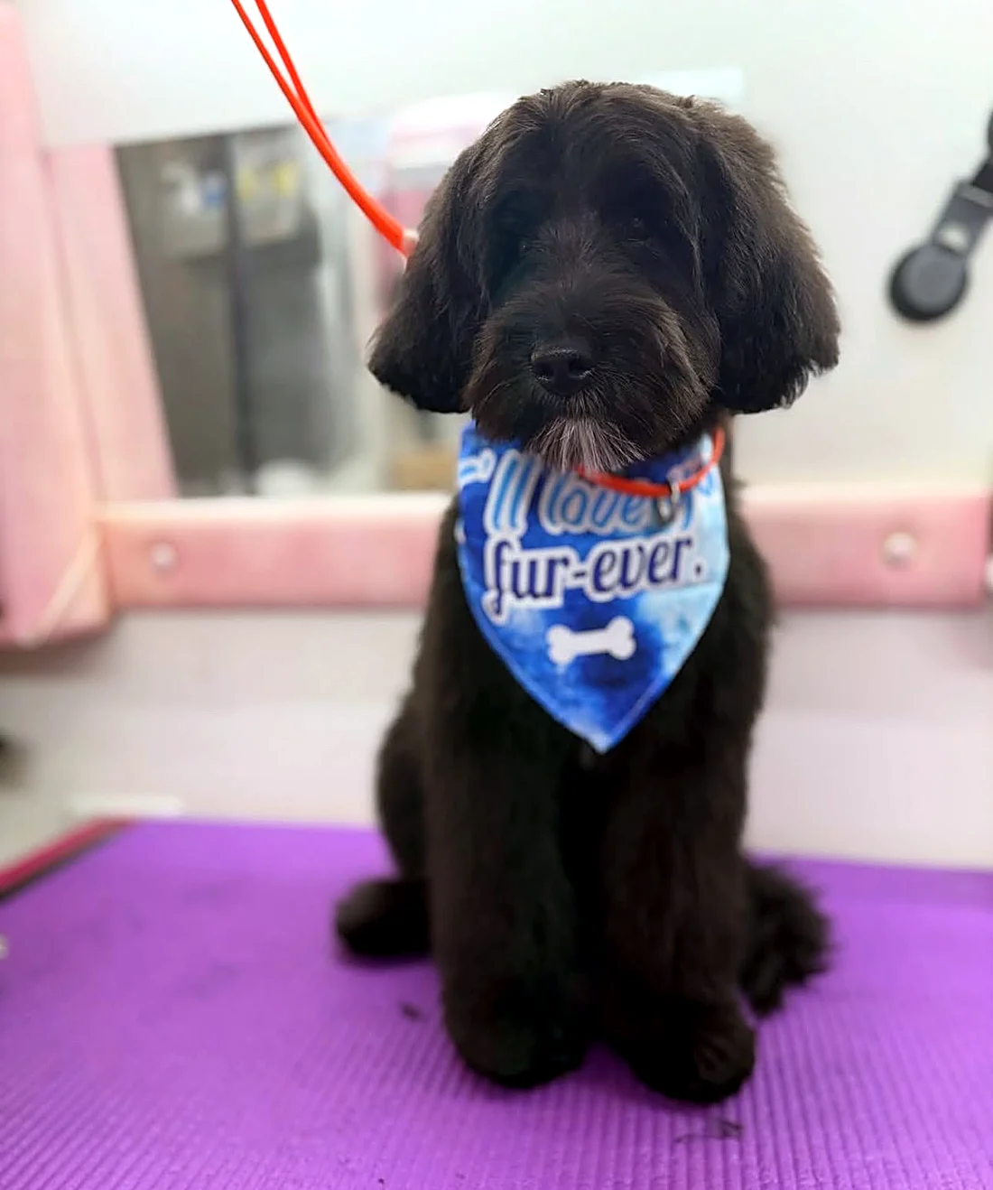 Black doodle after his first haircut