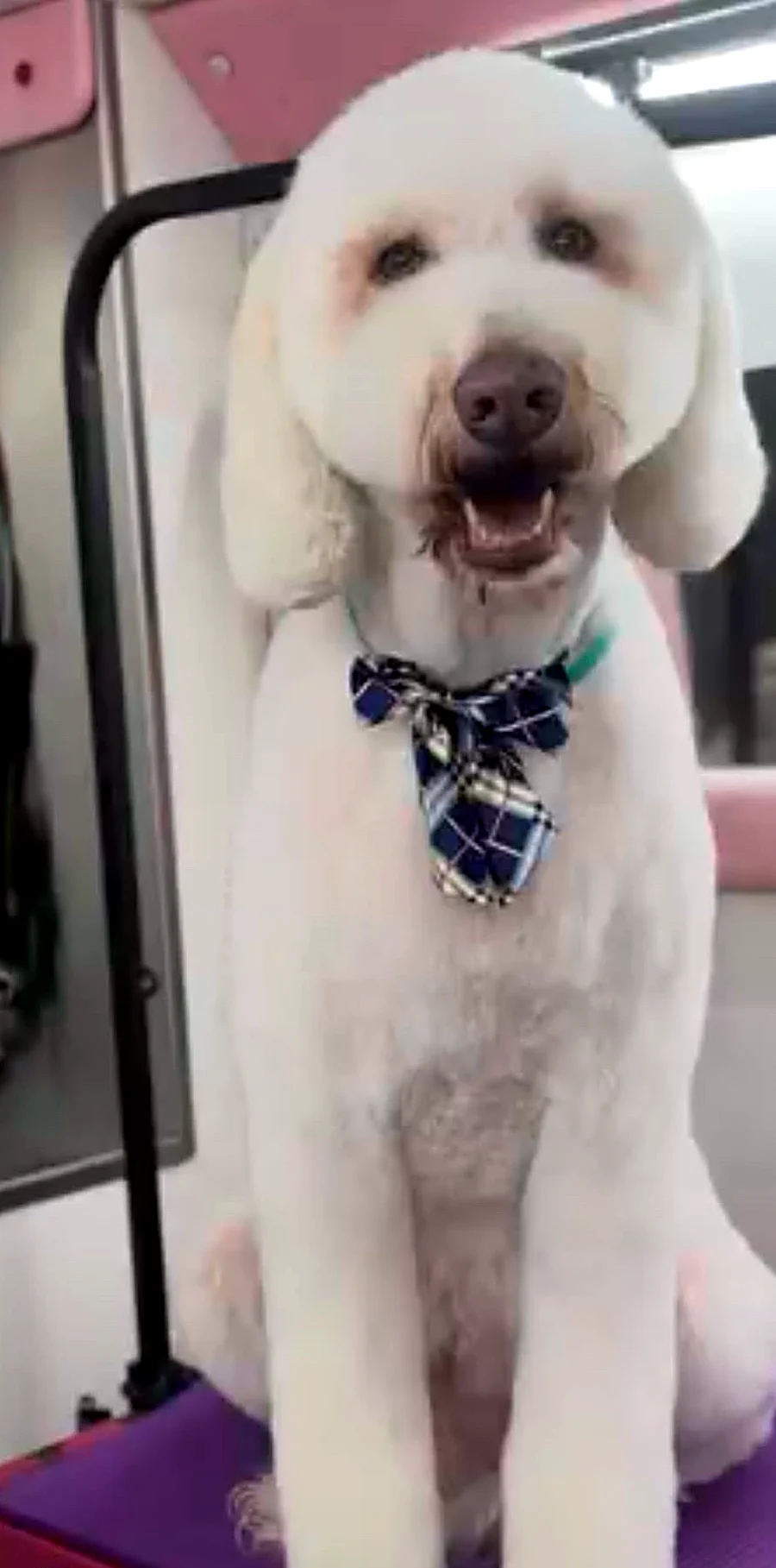 Doodle groomed by Puptown Mobile Grooming