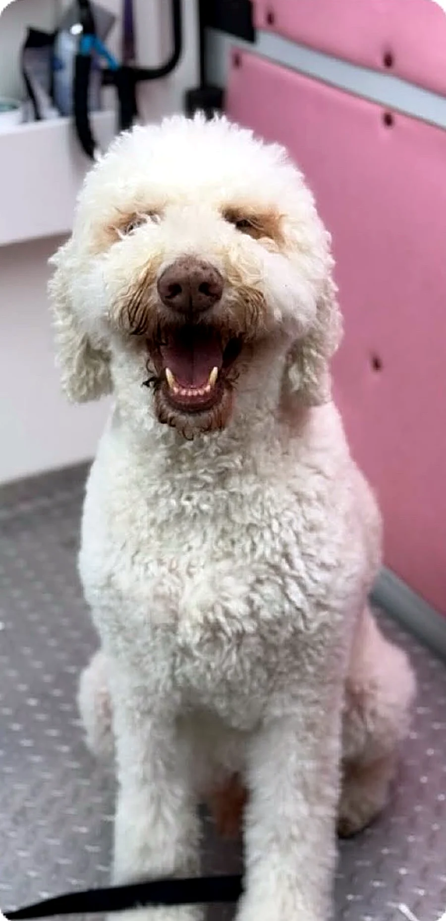 Doodle groomed by Puptown Mobile Grooming