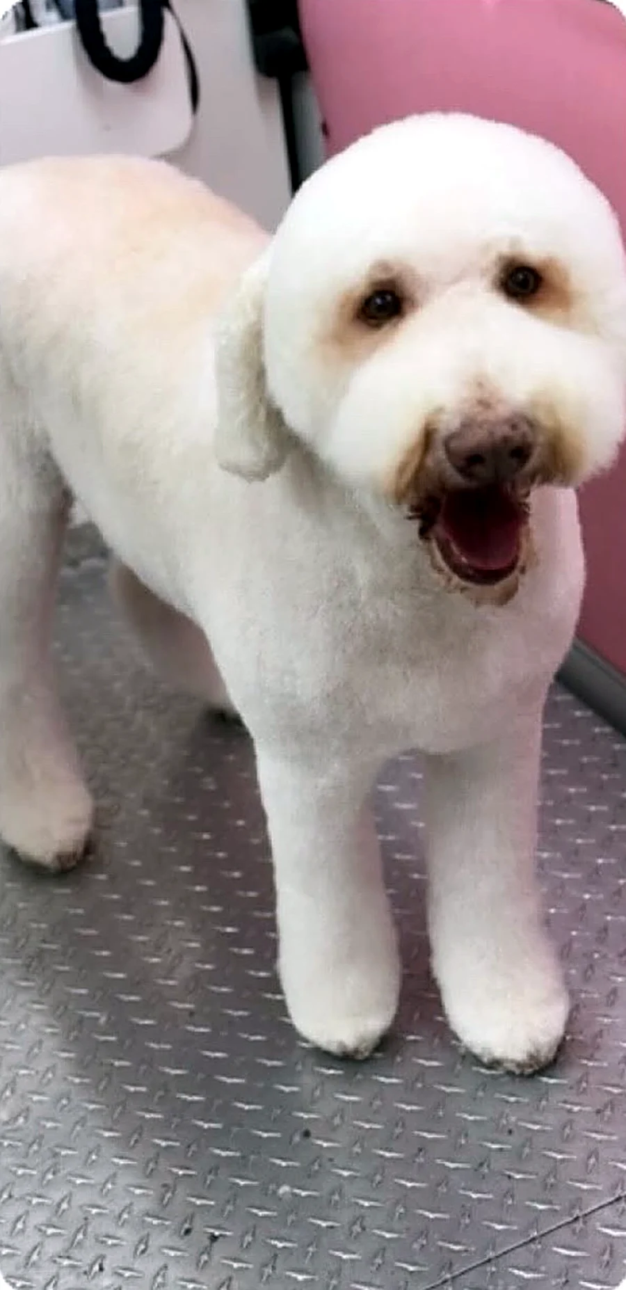 Doodle groomed by Puptown Mobile Grooming