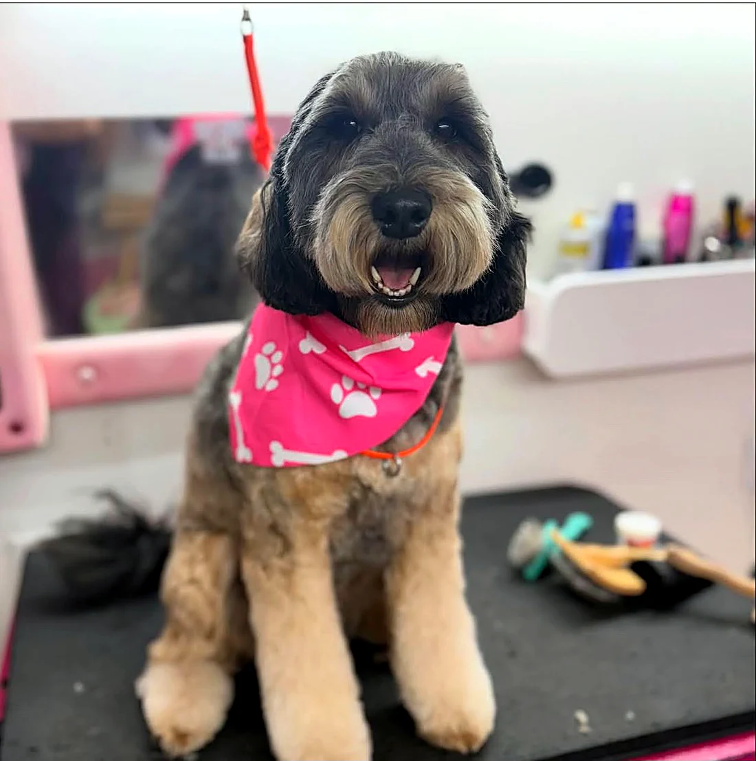 Doodle with a teddy face and pink bandana after a groom