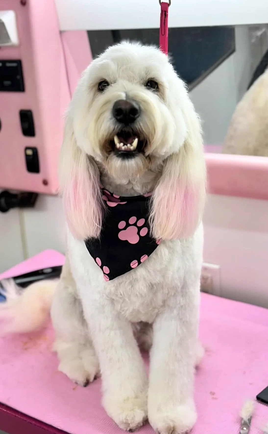 White doodle with pink ears and a paw print bandana after a groom