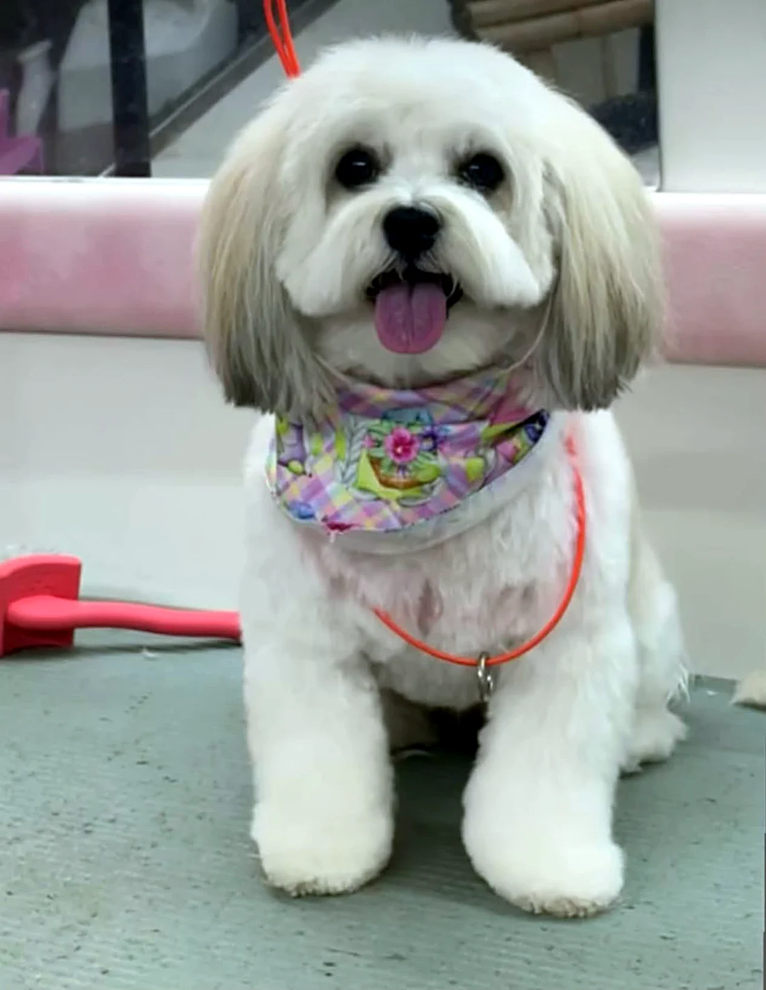 Doodle groomed by Puptown Mobile Grooming